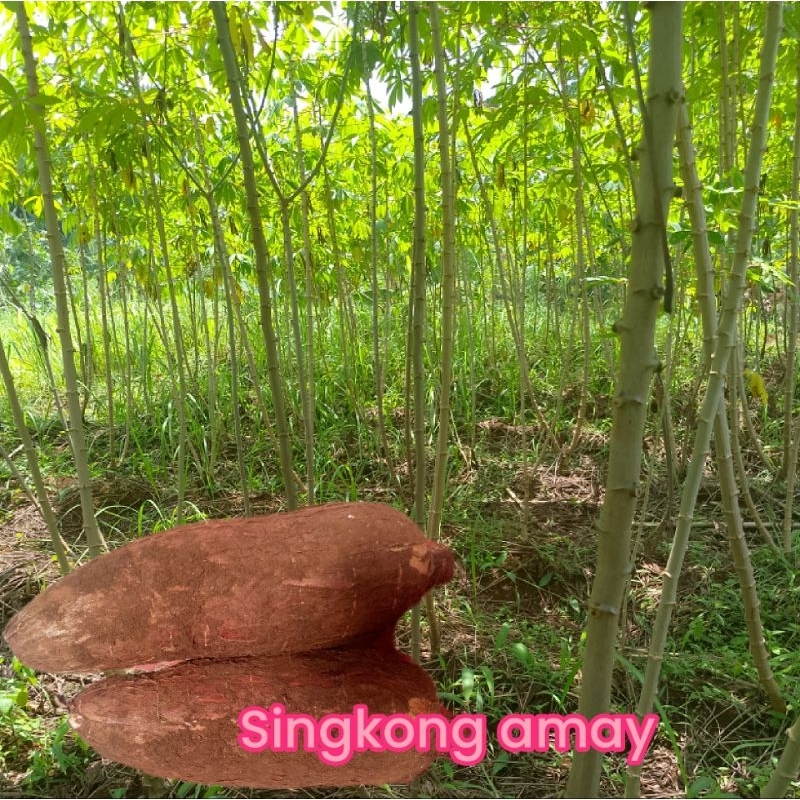 

singkong amay singkong empuk bgt 1kg