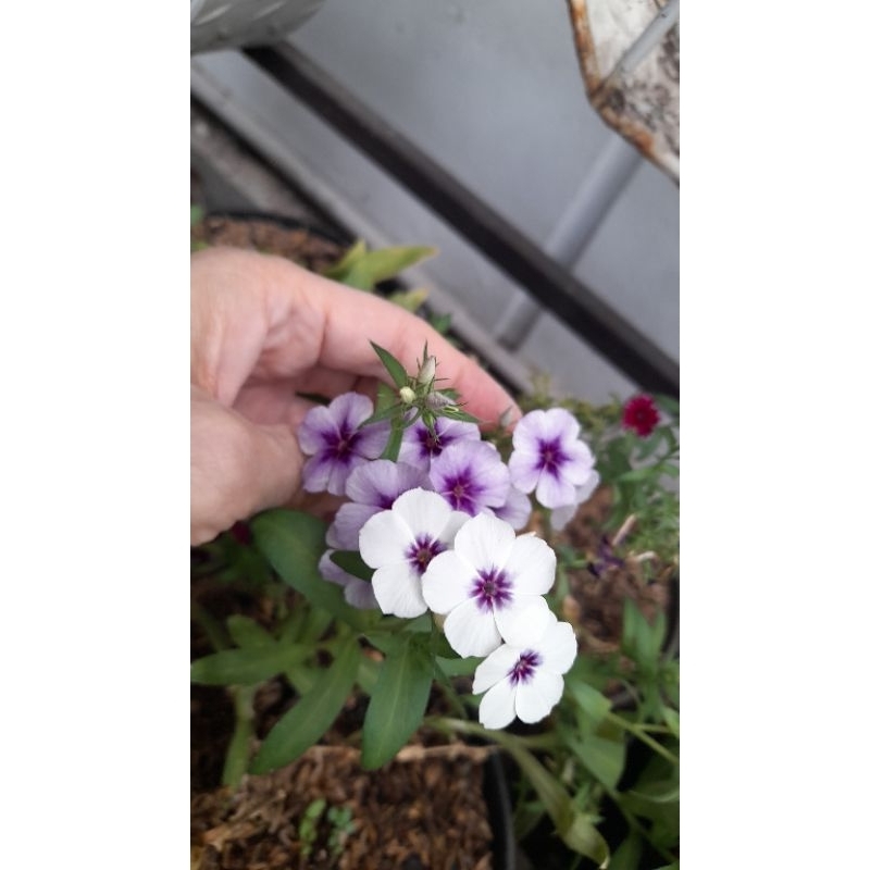 

Phlox