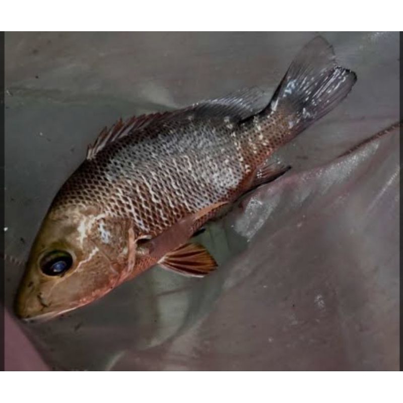 Mangrove Jack / MJ 12-17