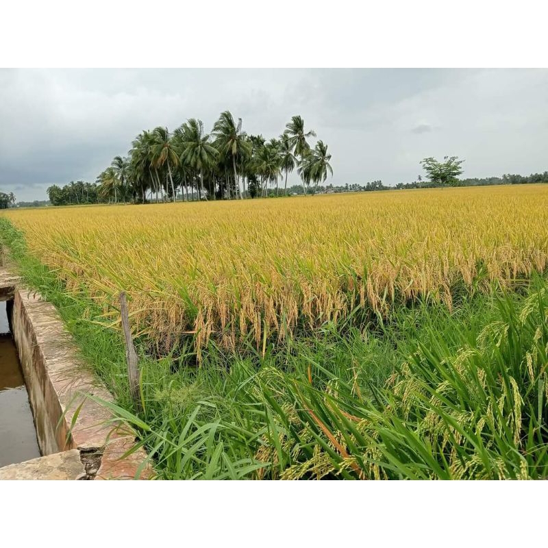 BENIH PADI ROJOLELE BERKUALITAS KEMASAN 1KG