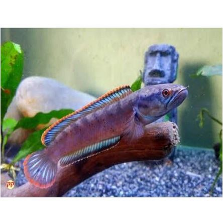 PASIR MALANG 500 GR - Pasir Malang Hitam Alas Aquarium Setting Ikan Predator Channa Peacock Bass