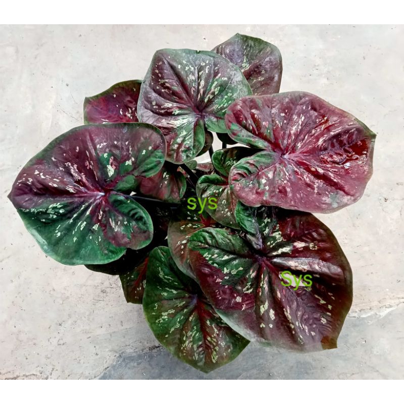 contoh induk keladi/caladium black mamba