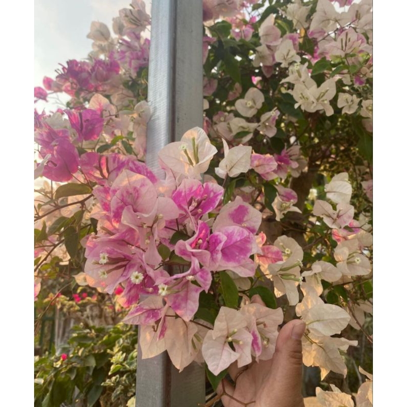 Bougenvile ice cream sakura batang besar grafting 1 id