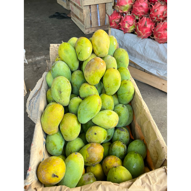 

Mangga harumanis jawa jumbo 1kg isi 2