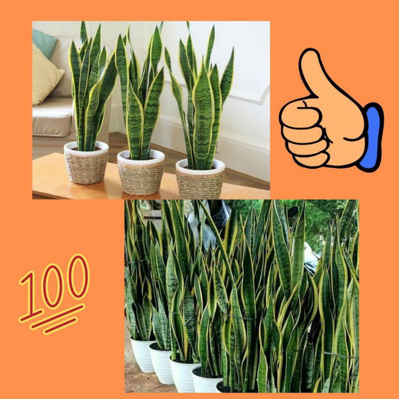 Lidah Mertua Hidup, Lidah Mertua Besar, Lidah Mertua Jumbo