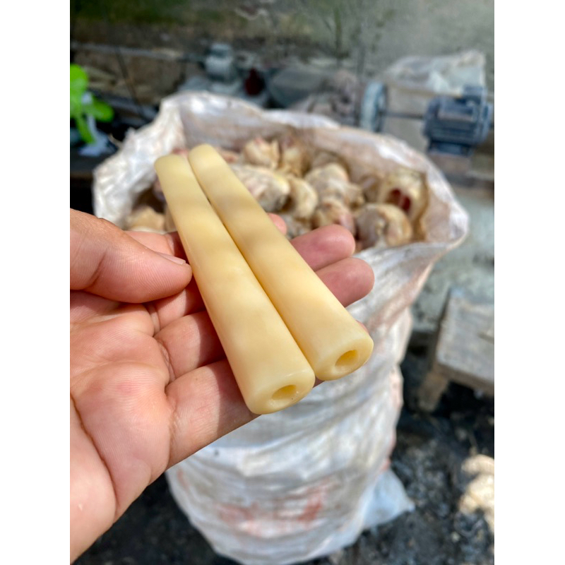 once tulang sapi pipa tulang sapi model oval super tebal lubang multifungsi