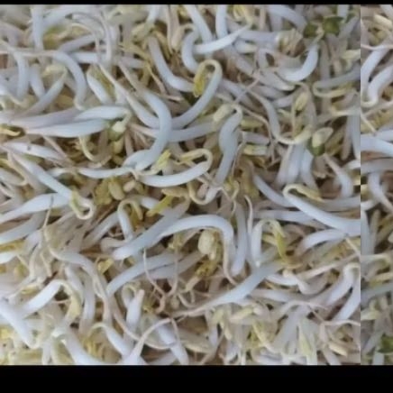 

TOUGE SAYUR, CAPAR, KECAMBAH, TOUGE RAWON SIAP MASAK