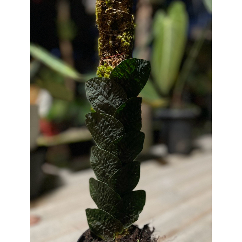 tanaman hias jungle plants rhaphidophora tenuis