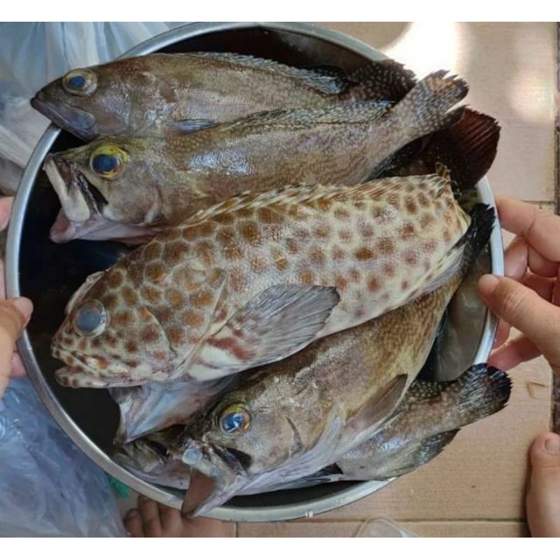 

ikan kerapuh 1kg pagi siang ada