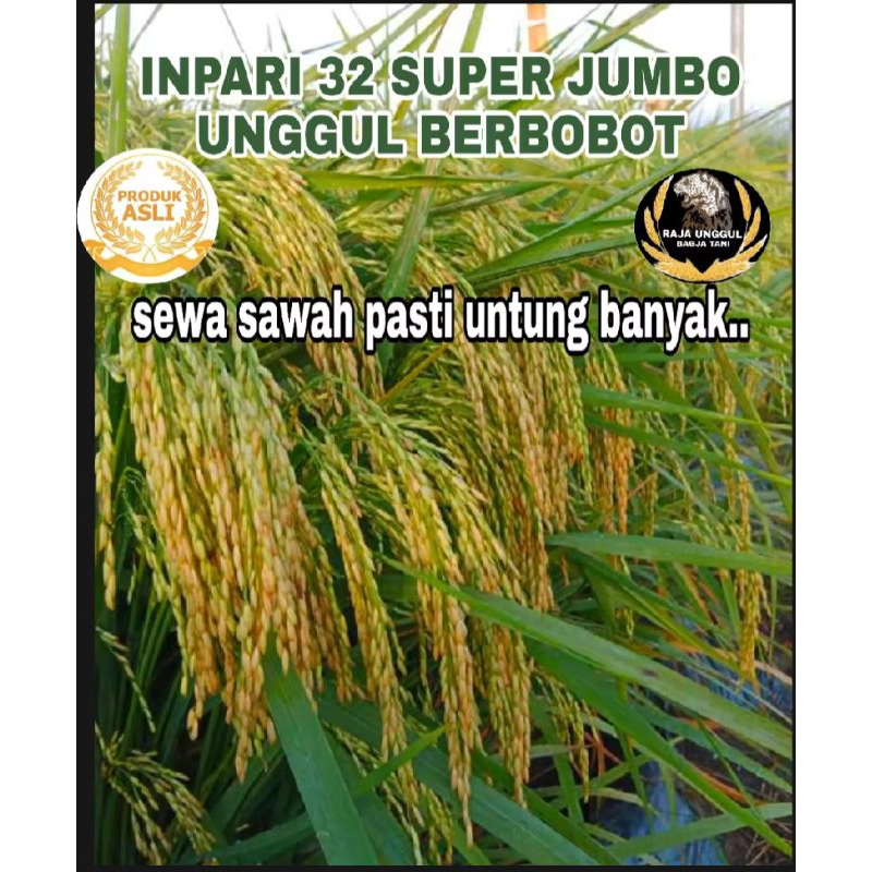 BENIH BIBIT PADI INPARI 32 JUMBO INFARI 32 JUMBO SUPER KUWALITAS UNGGUL BERBOBOT 1 KG