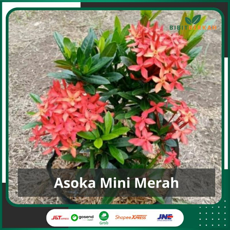 Asoka Mini Mikro Tanaman Hias