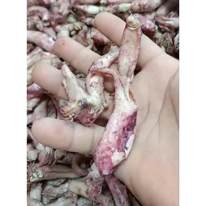 

Cumi-cumi
