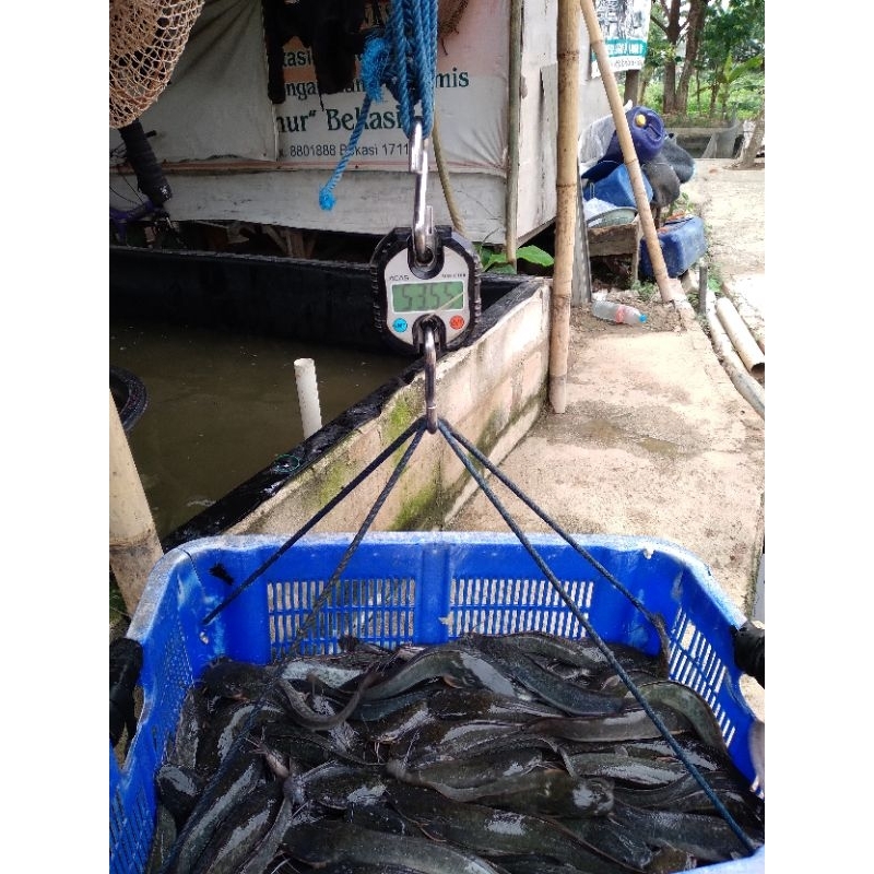 

Ikan lele segar