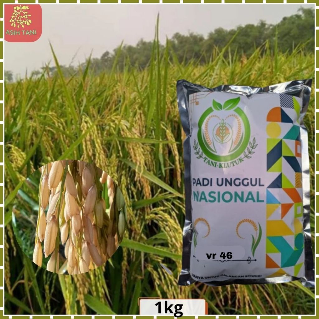 Benih Padi VR 46 Bibit Padi VR46 1kg