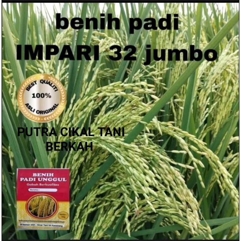 BENIH PADI UNGGUL BERBOBOT INPARI 32 JUMBO ORIGINAL 1KG