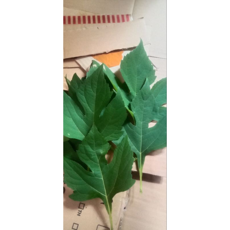 

daun kipahit daun insulin 500 gram
