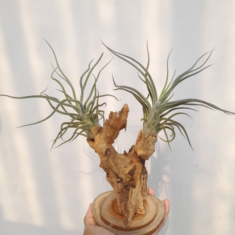 Tillandsia pruinosa (air plant) / Tanaman Udara / Tanaman Tanpa Media Tanam
