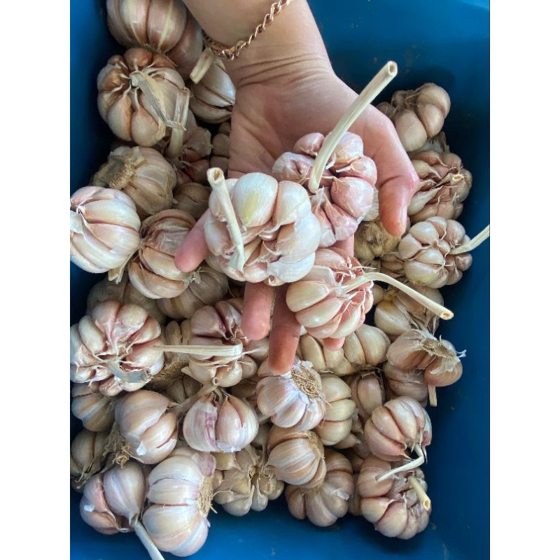 

Bawang putih