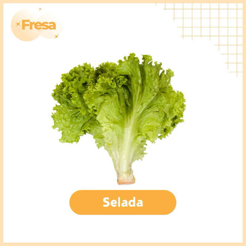 

Selada Keriting 500gr Fresh & Sehat | Fresa Mart