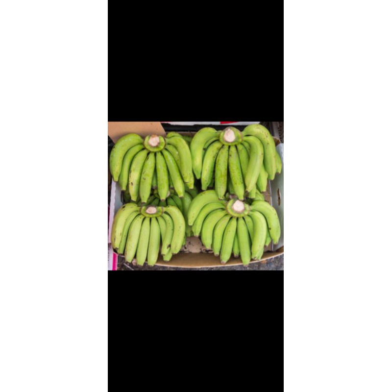 

Pisang Hijau 15rb per cengkeh / per sisir