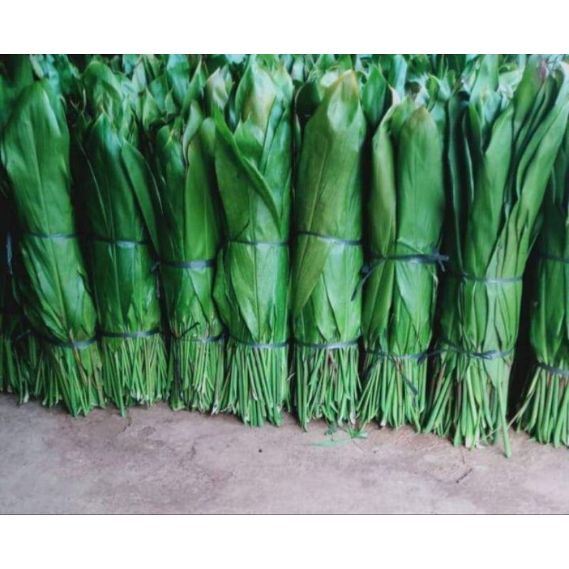 

Daun Hanjuang Hijau 1 kg