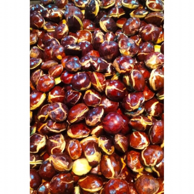 

Jengkol Tua Super 500 gram Segar