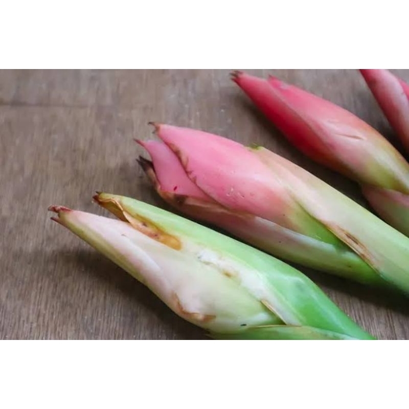 

bunga kecombrang kincung masih kuncup