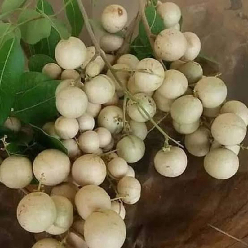 

Indukan klengkeng Aroma durian tinggi 1 meter up