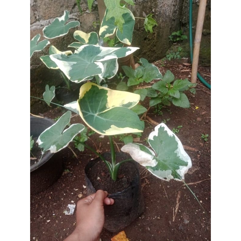 Keladi kantong Semar Varigata // Keladi Cantik // Keladi Varigata