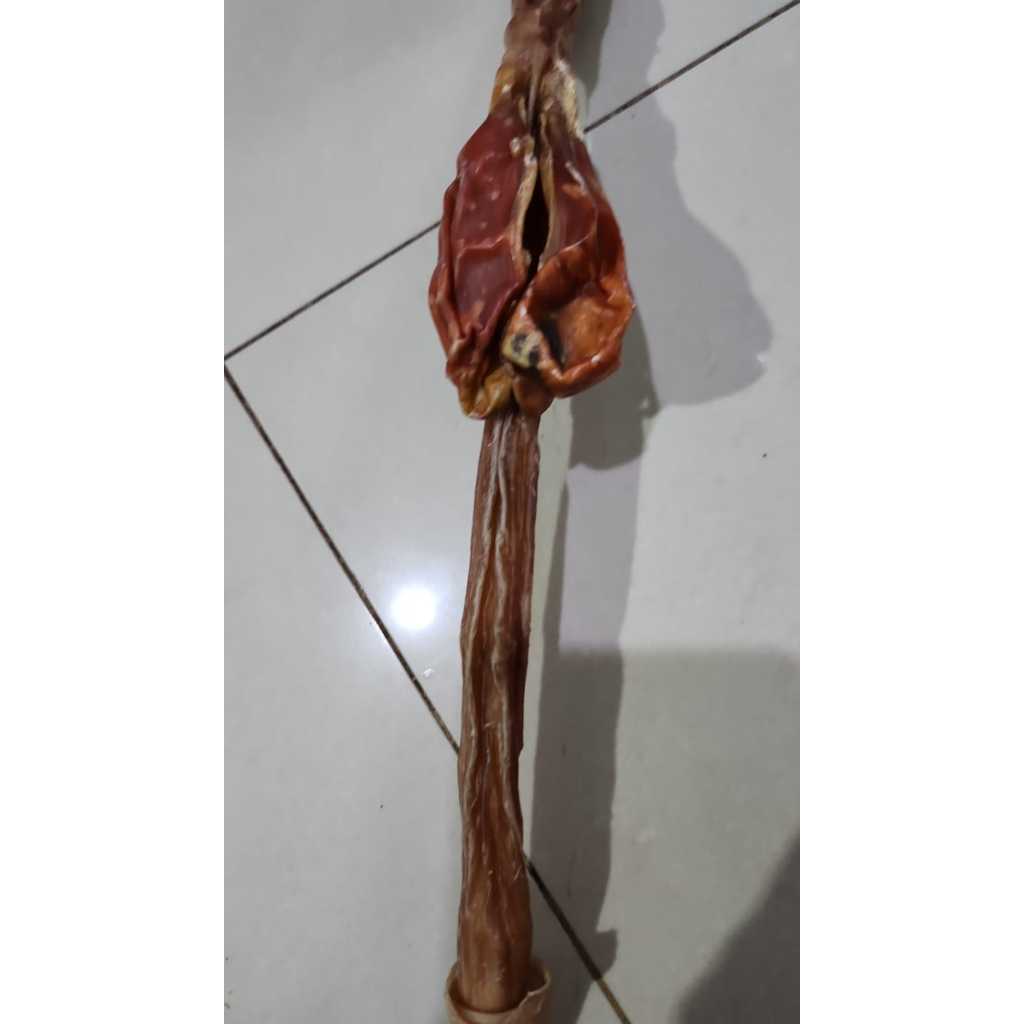 

Tangkur Tangkar Rusa Asli Zheng Lu Bian 正鹿鞕 Lok Pian