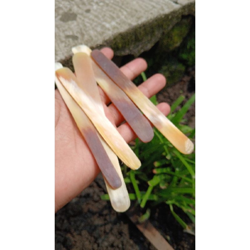 mentahan /oud pick gitar gambus 14cm-+