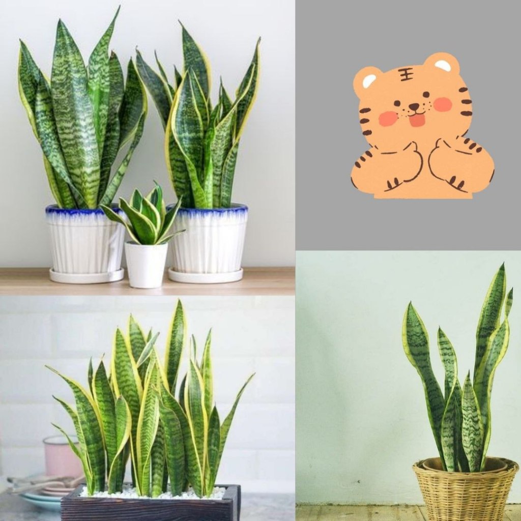 Tanaman Lidah Mertua Hidup, Tanaman Lidah Mertua Jumbo, Tanaman Lidah Mertua Jumbo Super isi 10