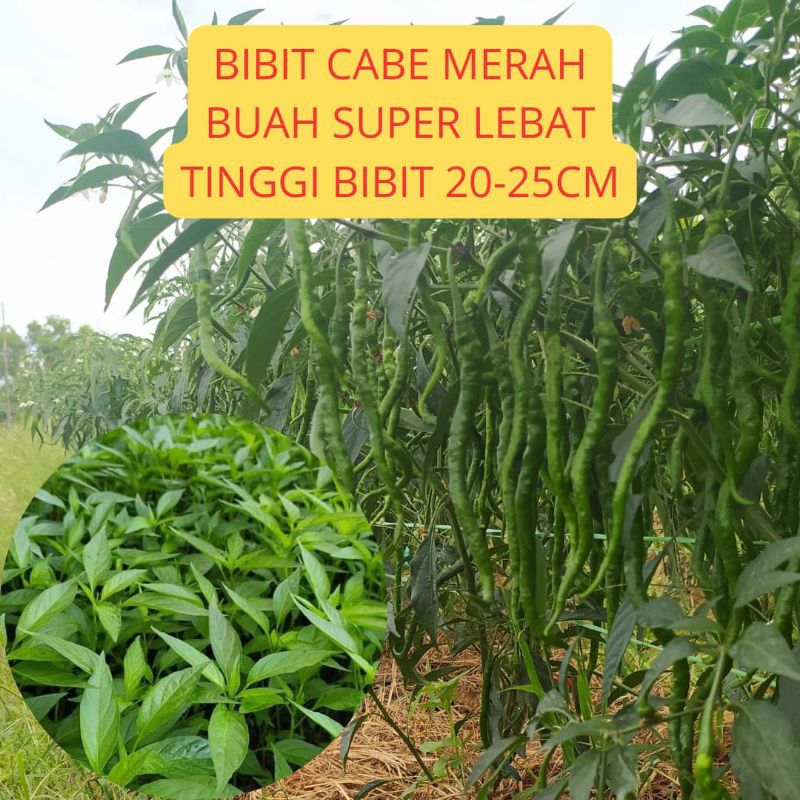 KHUSUS BATAM Bibit cabe merah buah super lebat