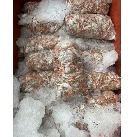 

baby crab 1kg frozen bayi kepiting kecil fresh untuk krispi