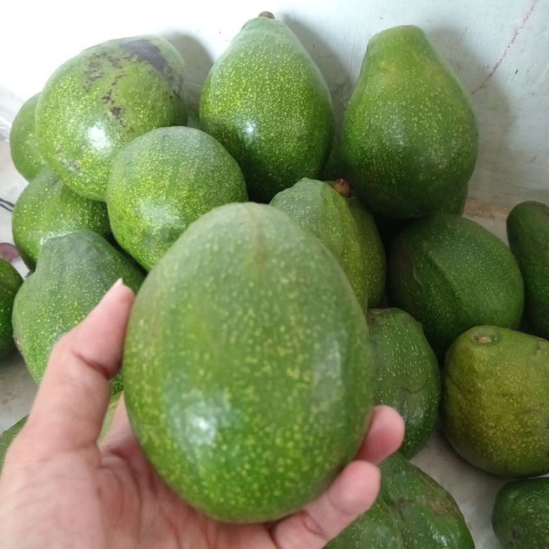 

alpukat mentega bulat kemasan 1kg