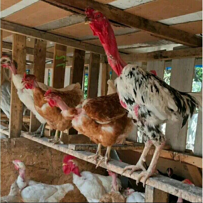 

telur fertil ayam legud. untuk di tetaskan.