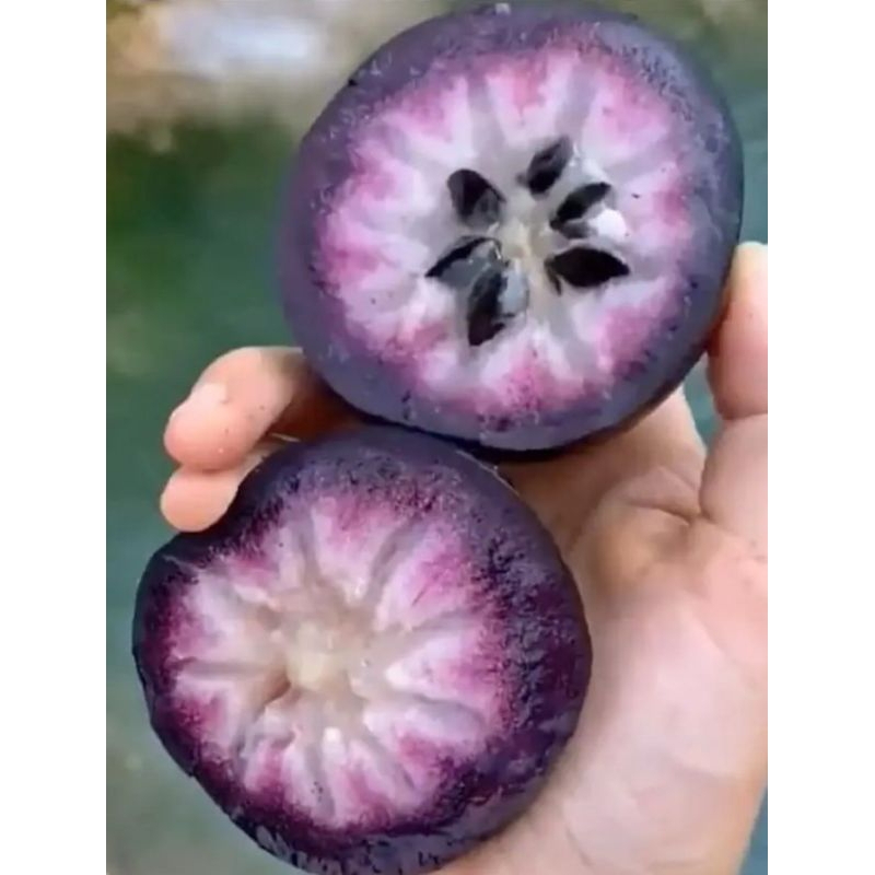 

sawo ungu/sawo kenitu