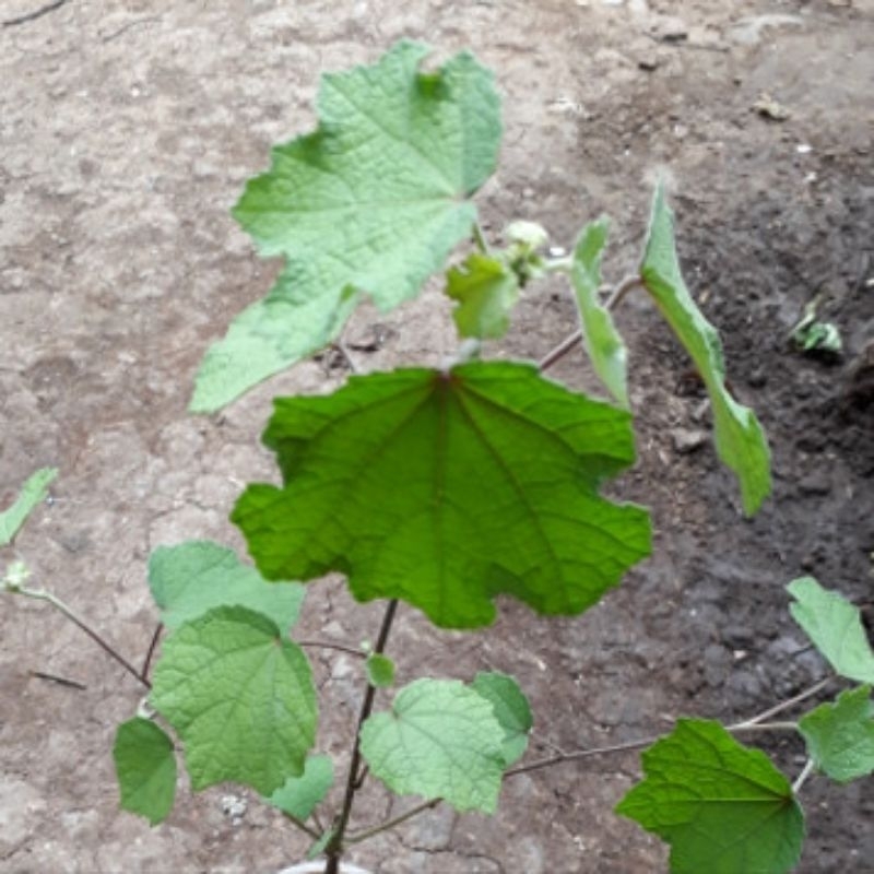 

daun pungpulutan/pulutan segar 500gram