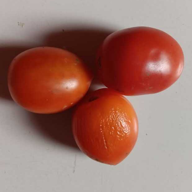 

Tomat Segar 500 gr