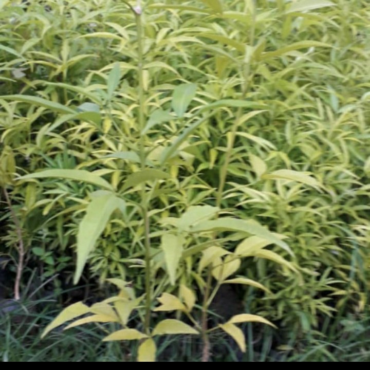 BIBIT TANAMAN HIDUP POHON CENDANA/ KAYU CENDANA NTT FLORES ASLI