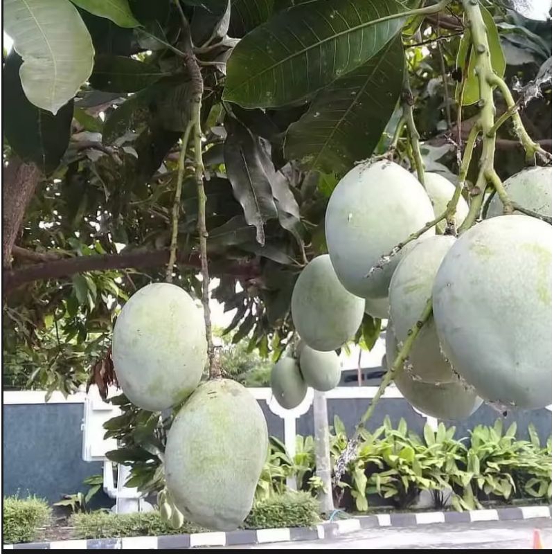 

Mangga Manalagi Madu(dari pohon sendiri)