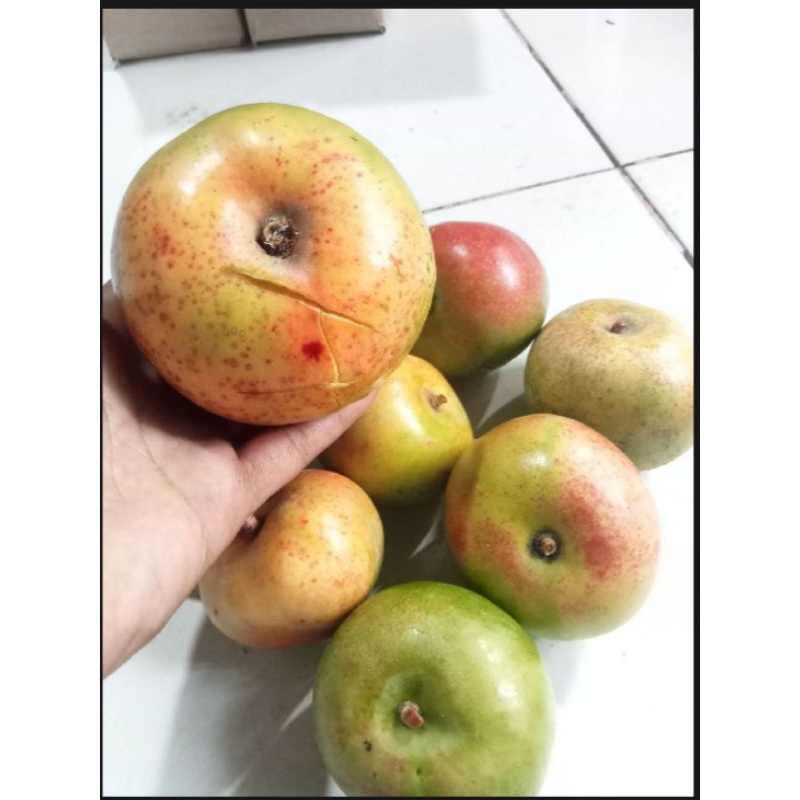 

mangga apel mengkel tua mangga rujak 1kg