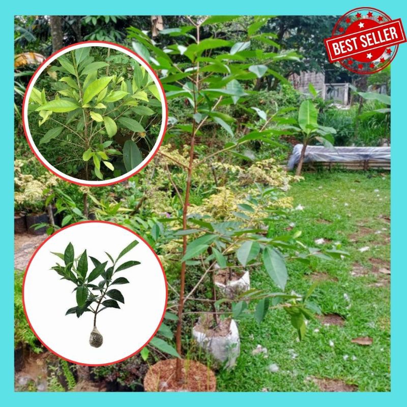 Bibit Salam Koja, Bibit Salam Kari