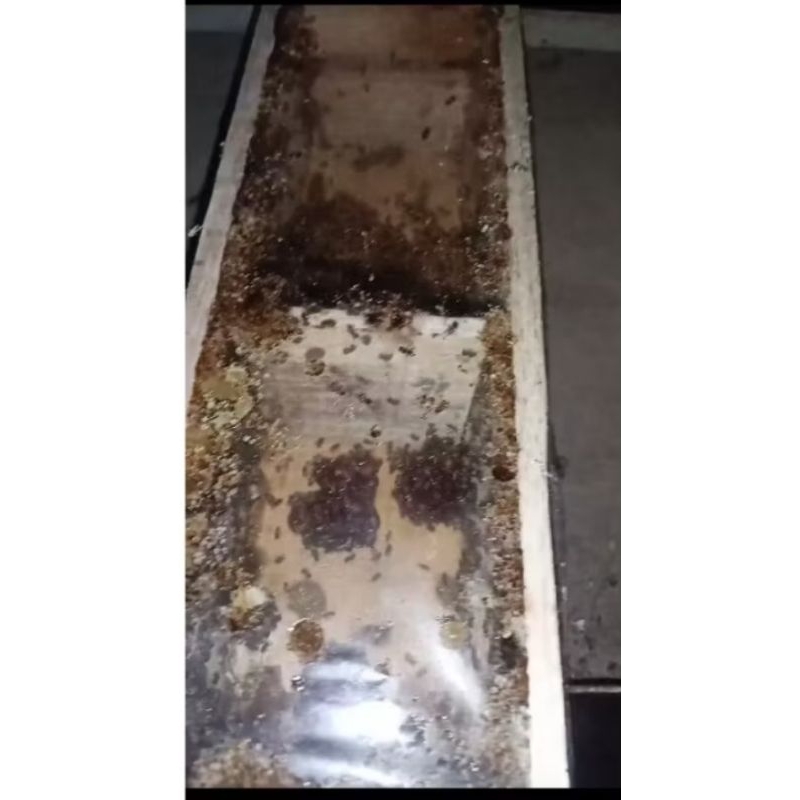 BIBIT TRIGONA LEVICEP HARGA GLOSER