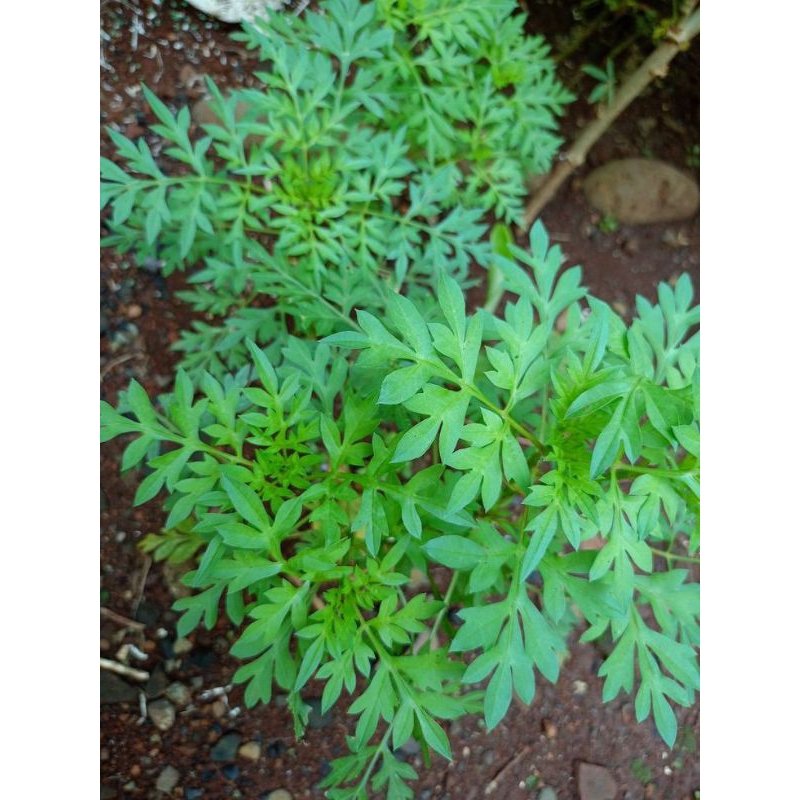 

daun kenikir super segar murah 100grm