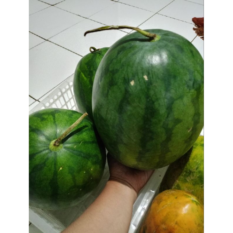 

12.12 Semangka Merah fresh