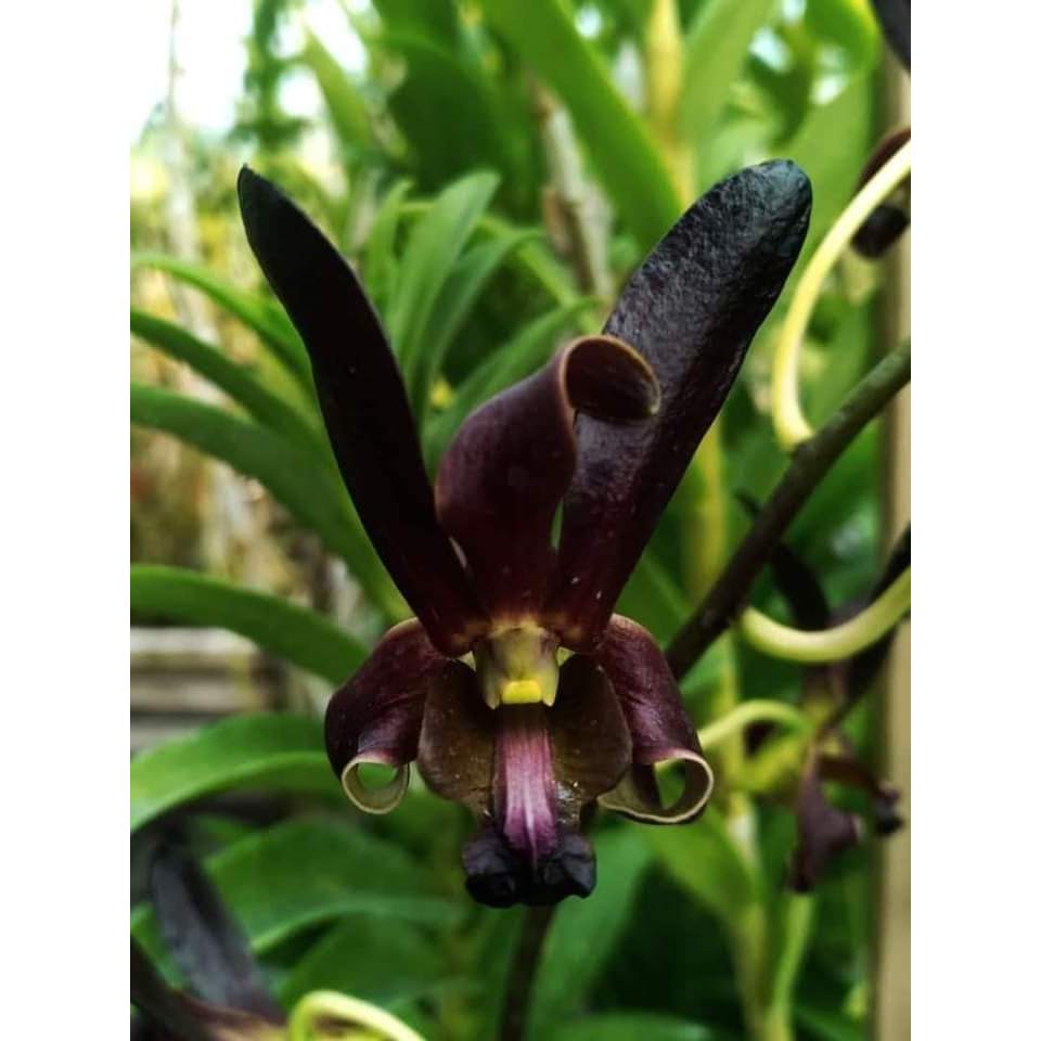 Anggrek Dendrobium Keriting Rajajowas x Violaceoflaven