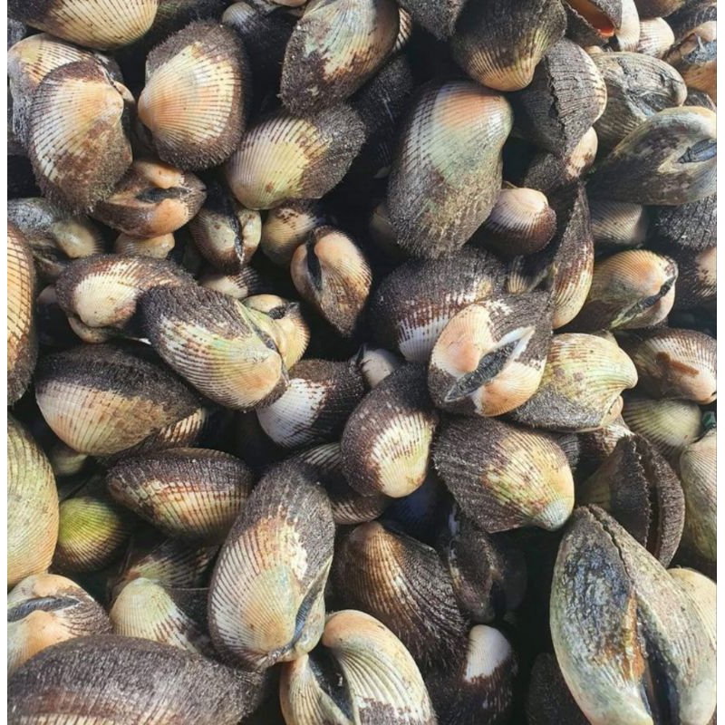 

kerang