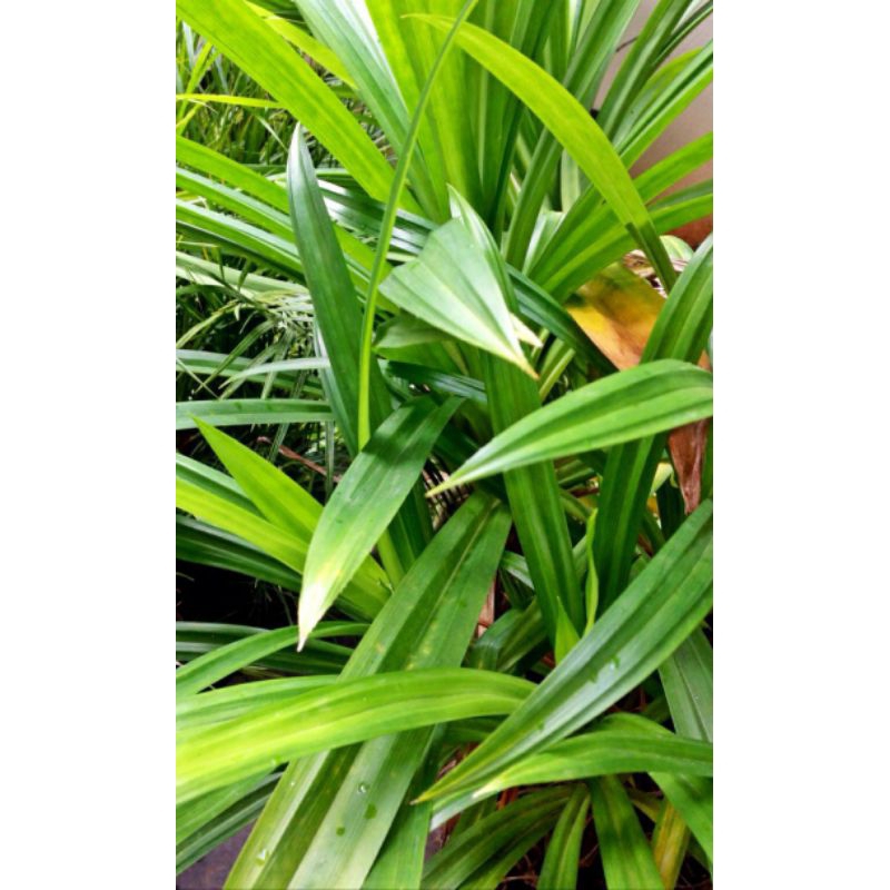 

daun pandan segar per pick
