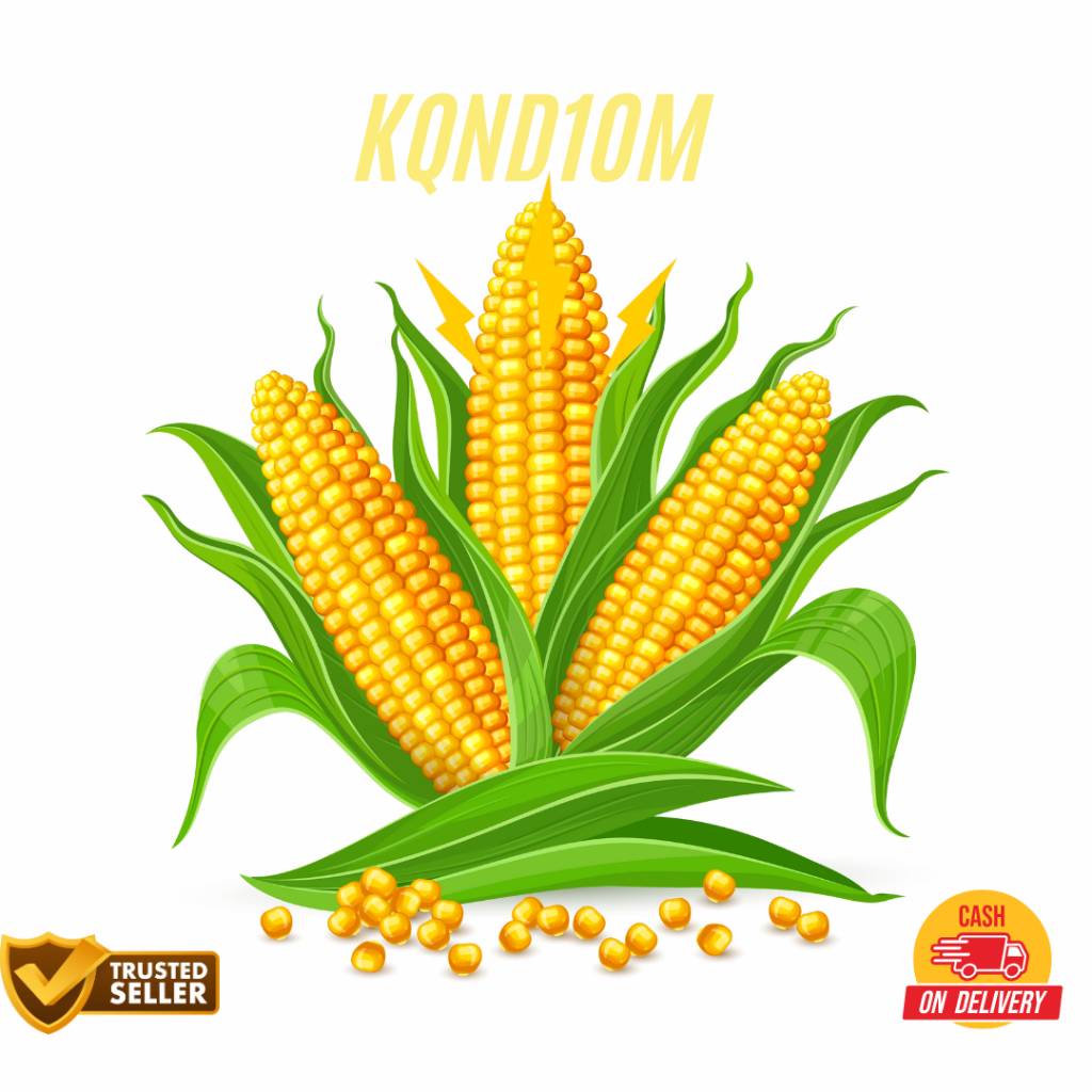 

Ready jagung manis